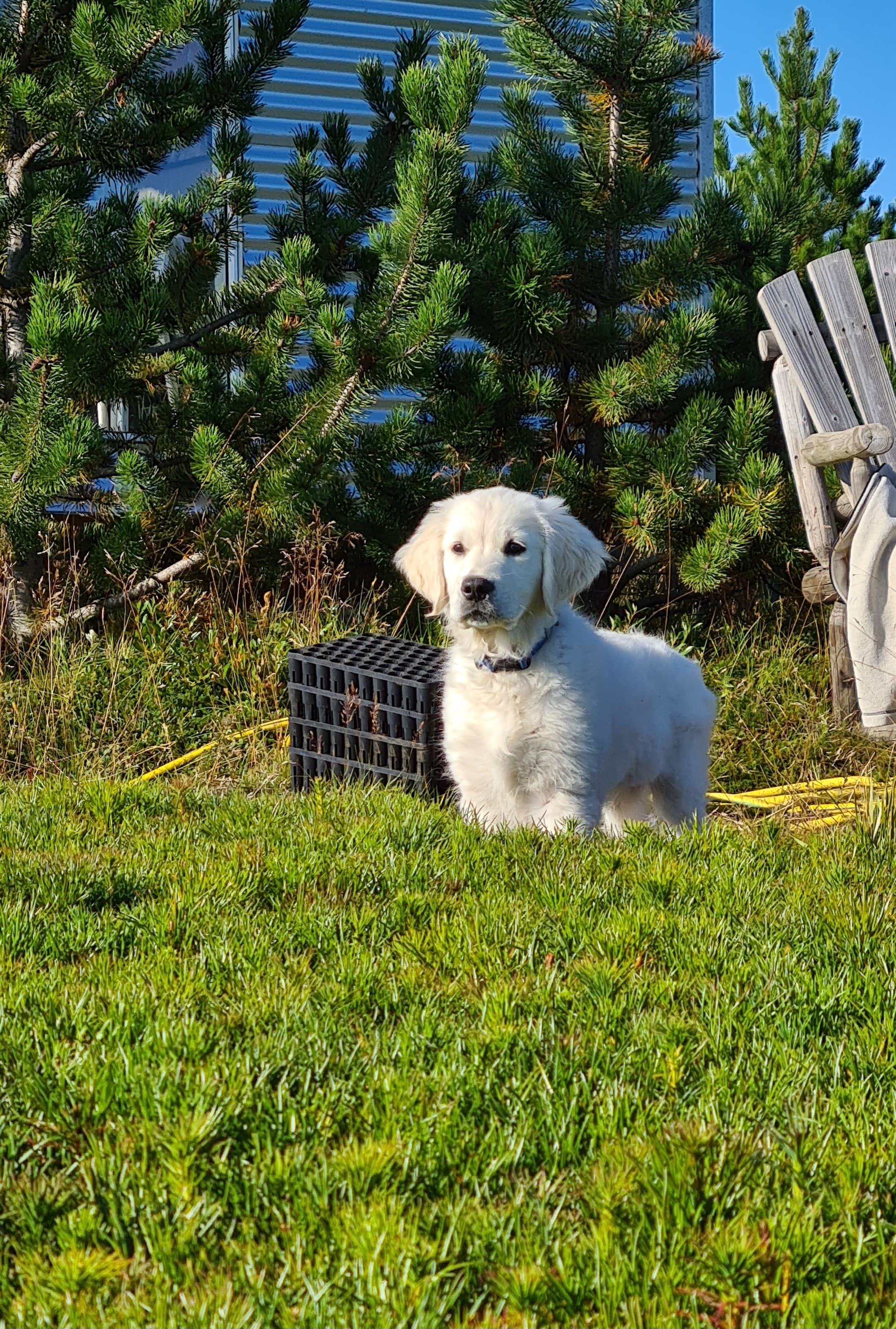 A puppy among the young trees