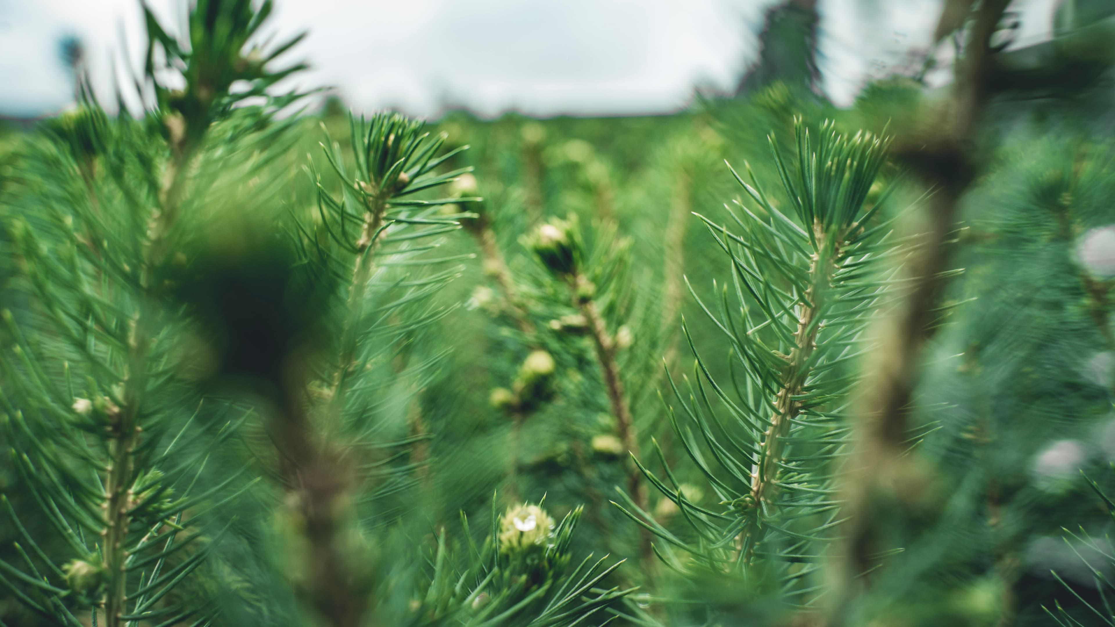 Close-up of young pine shoots