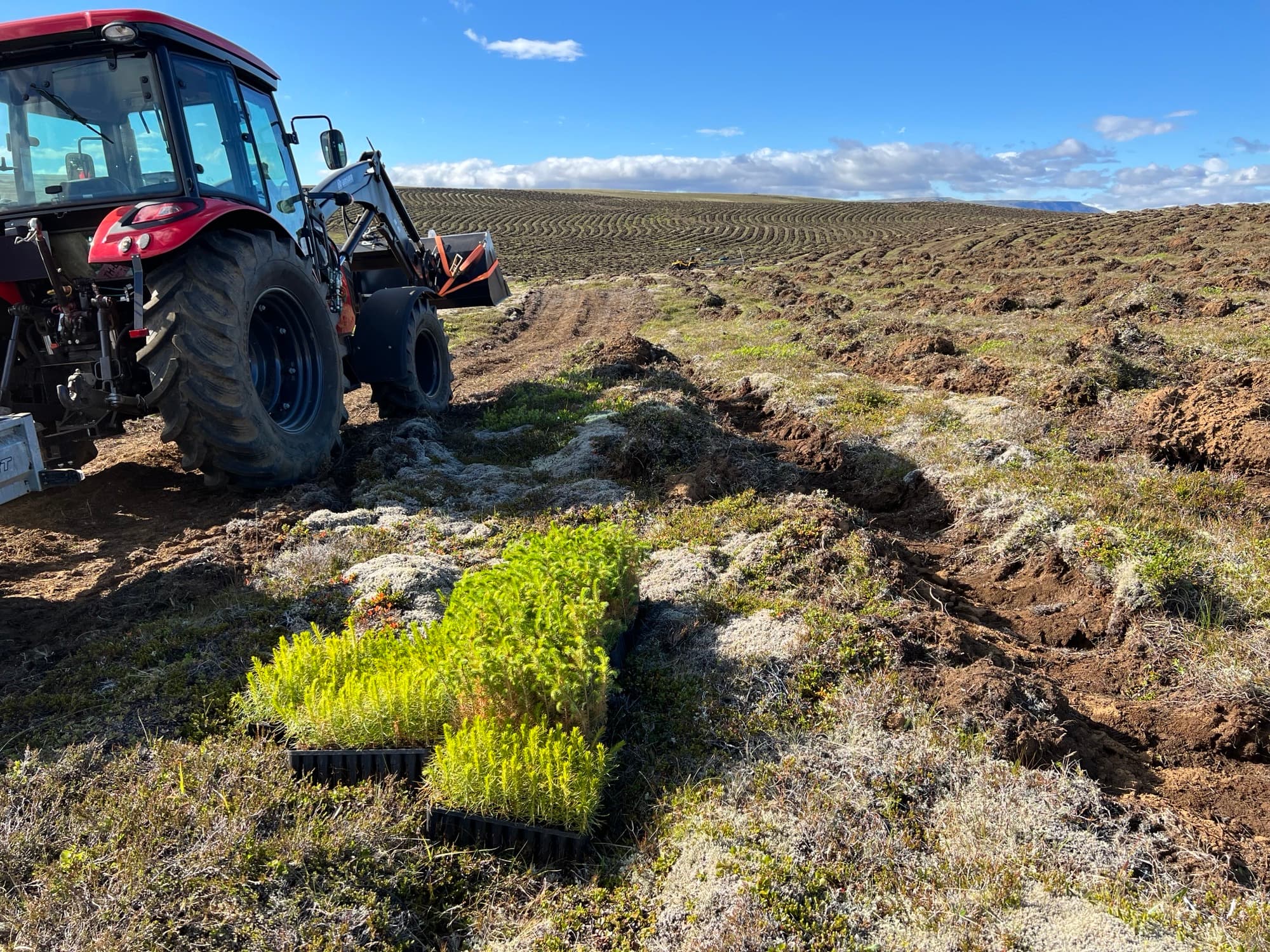 A tractor and seedling trays on the heath