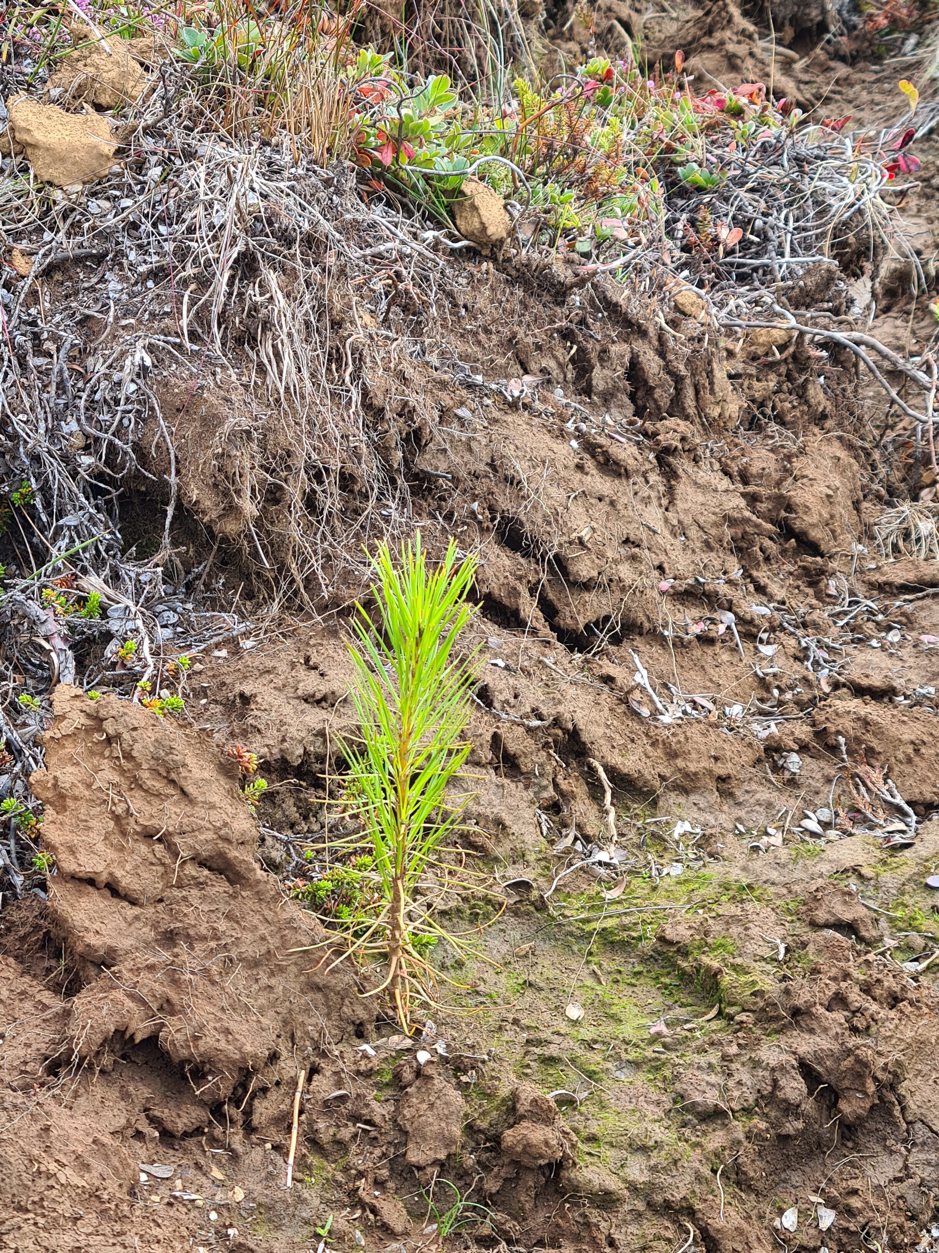 A newly planted seedling