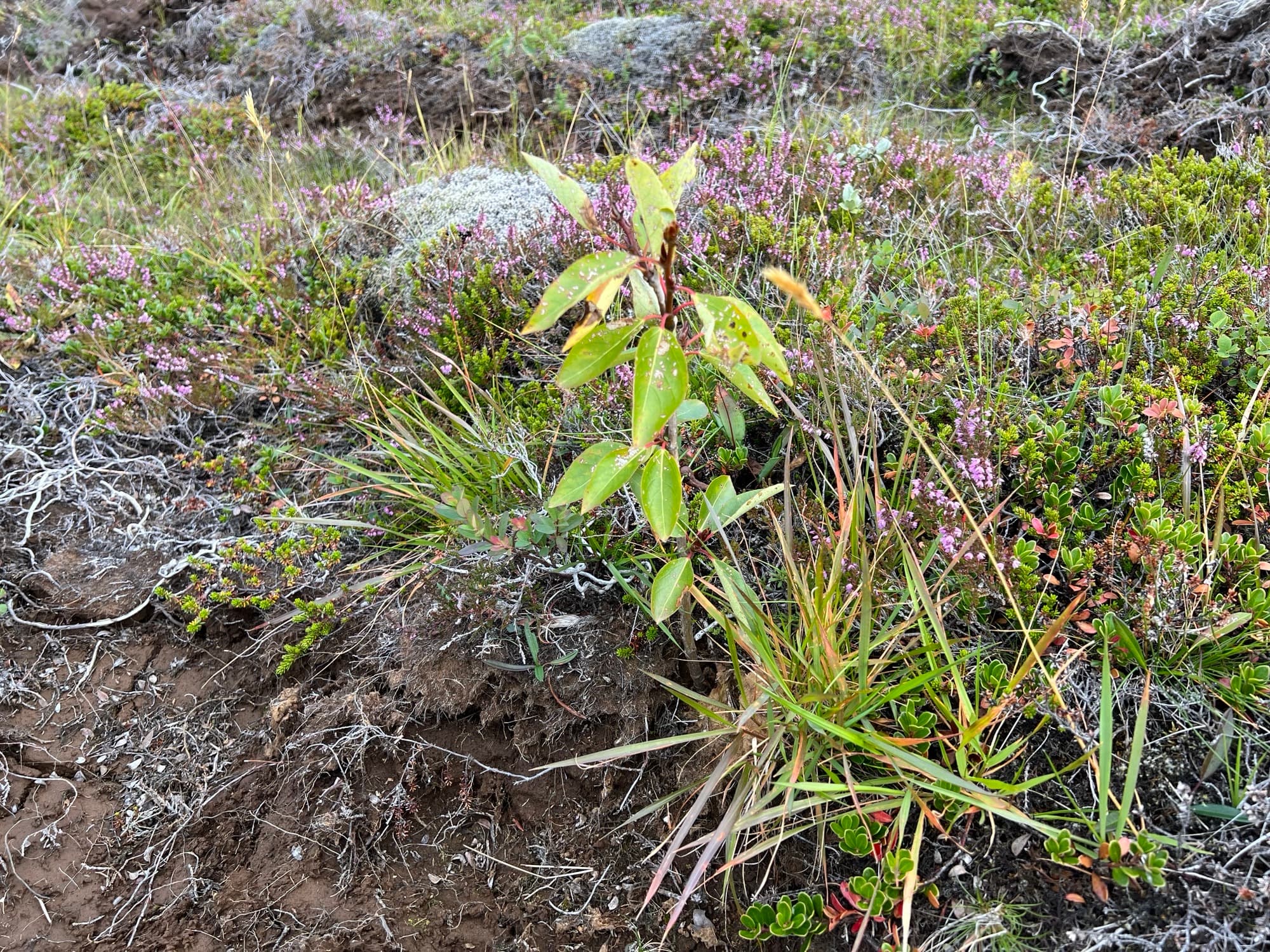 A young broadleaf sapling on the heath